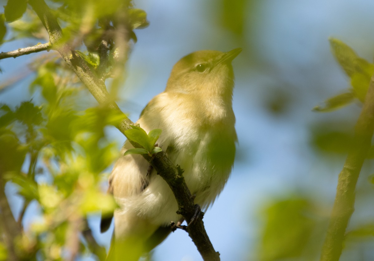 Garden Warbler - ML642700299