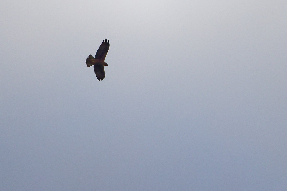 Booted Eagle - ML642700300