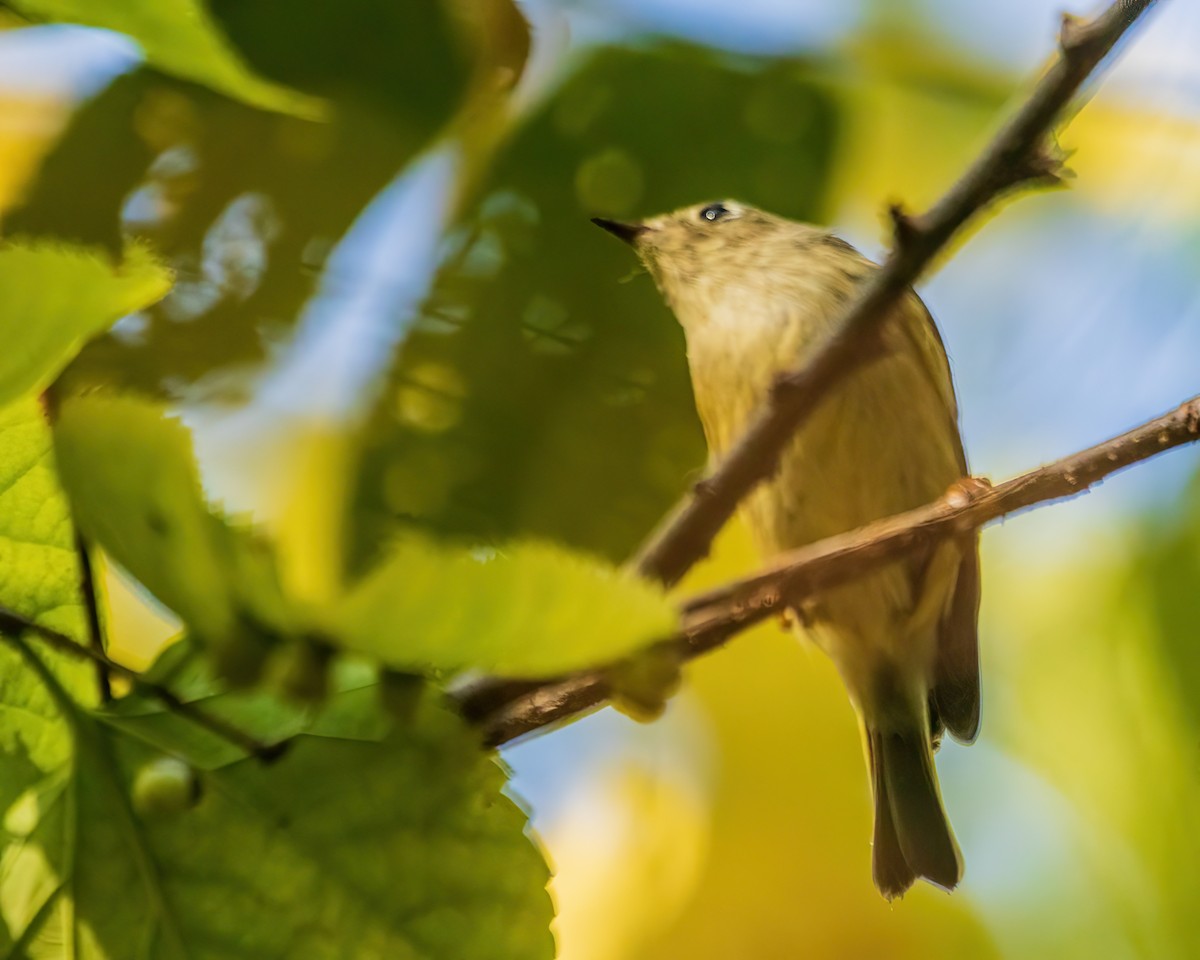 Ruby-crowned Kinglet - ML642700301