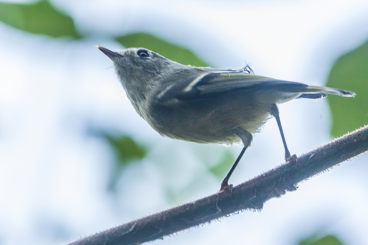 Ruby-crowned Kinglet - ML642700302