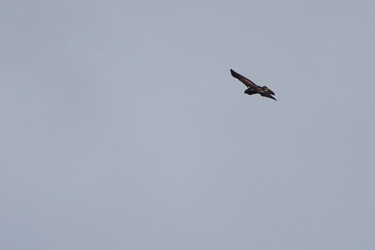 Booted Eagle - ML642700303