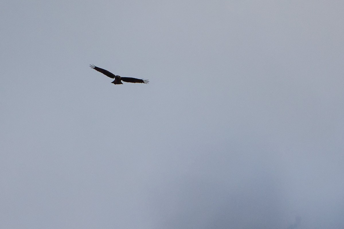 Booted Eagle - ML642700304