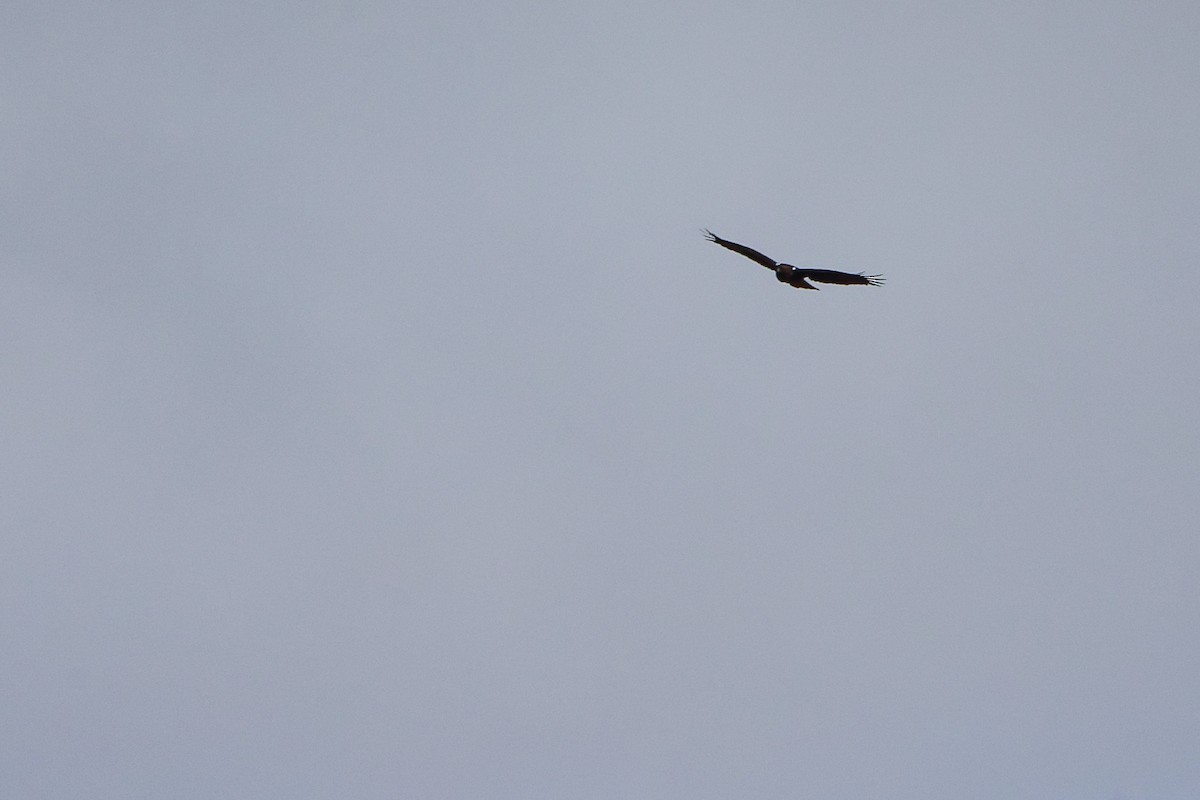 Booted Eagle - ML642700305