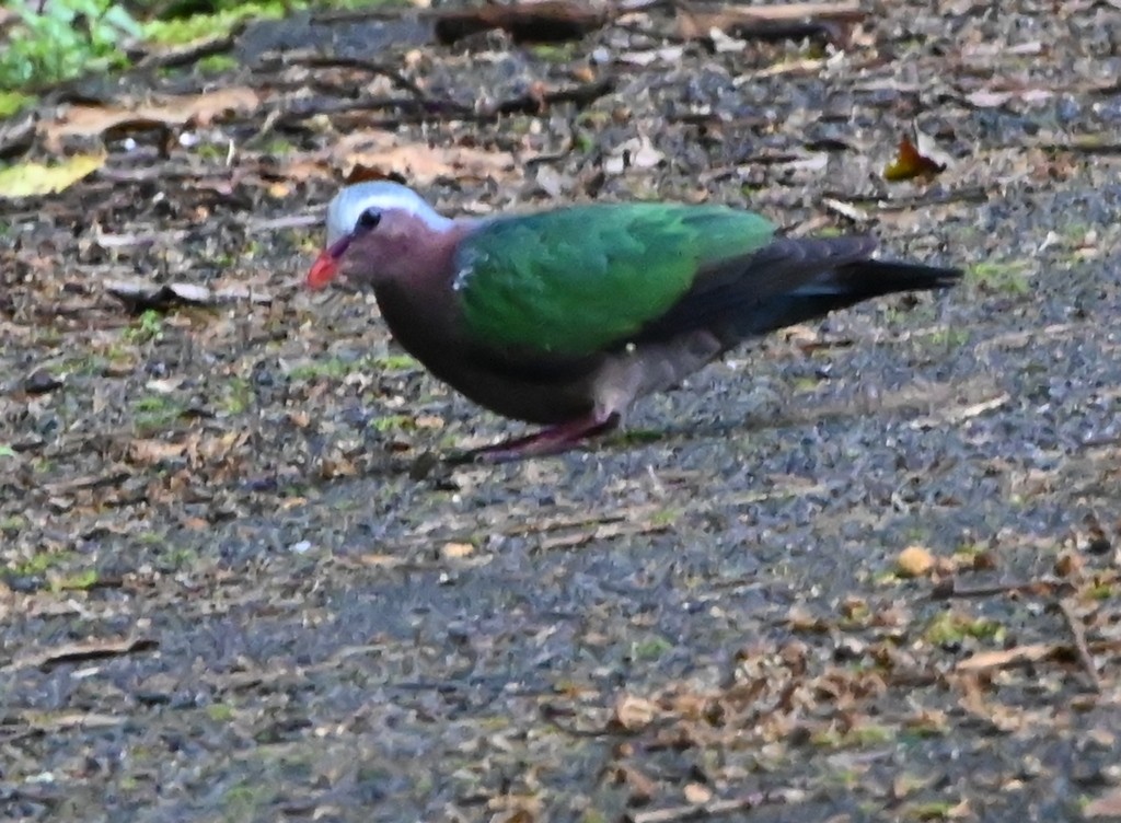Asian Emerald Dove - ML642700306