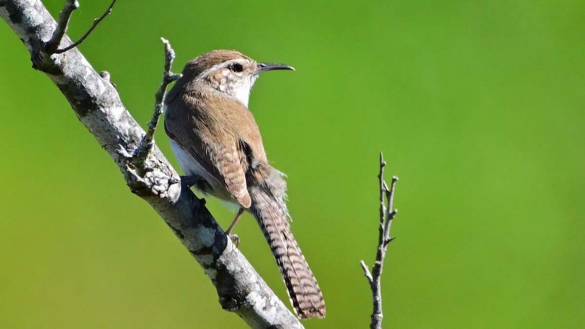 Bewick's Wren - ML642700307