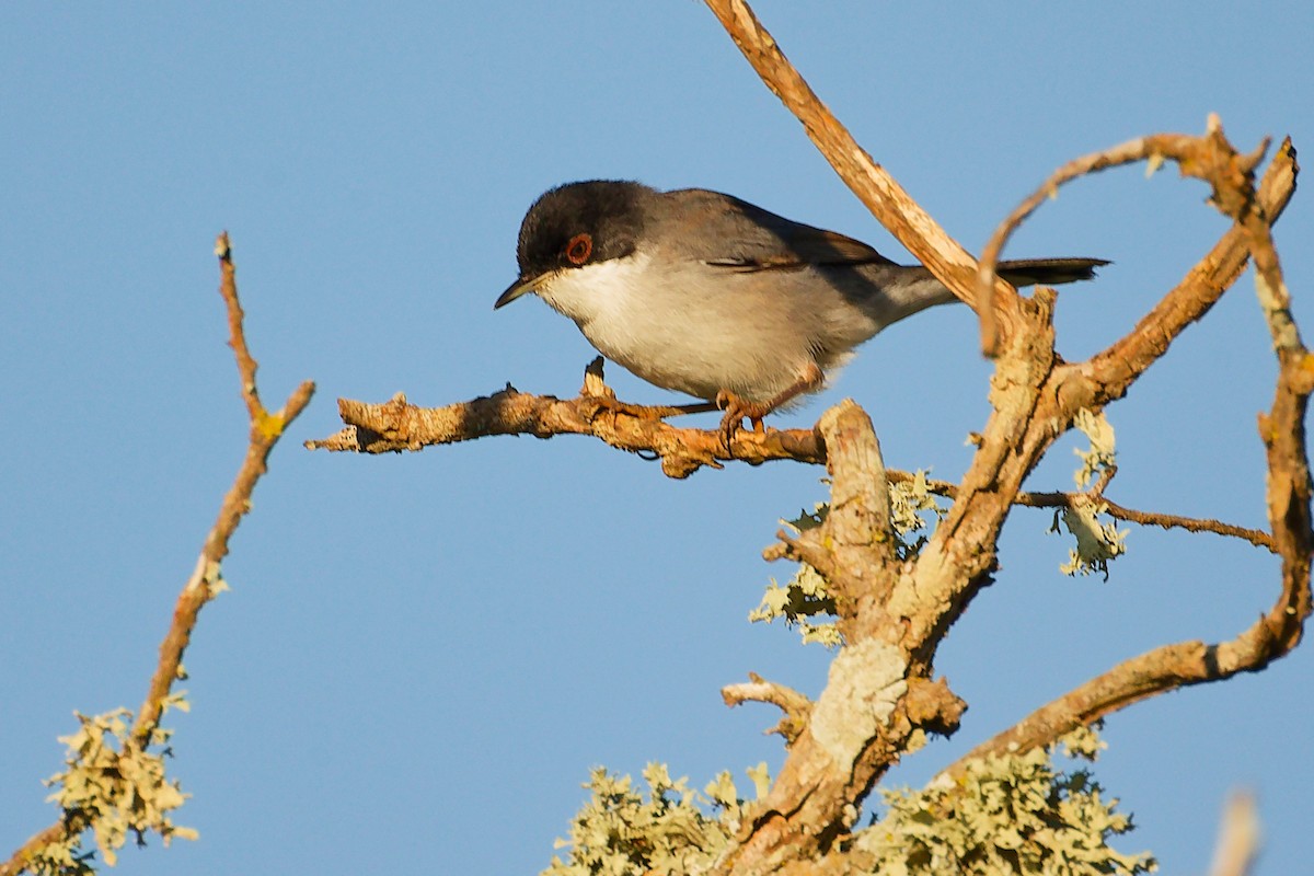 Sardinian Warbler - ML642700314