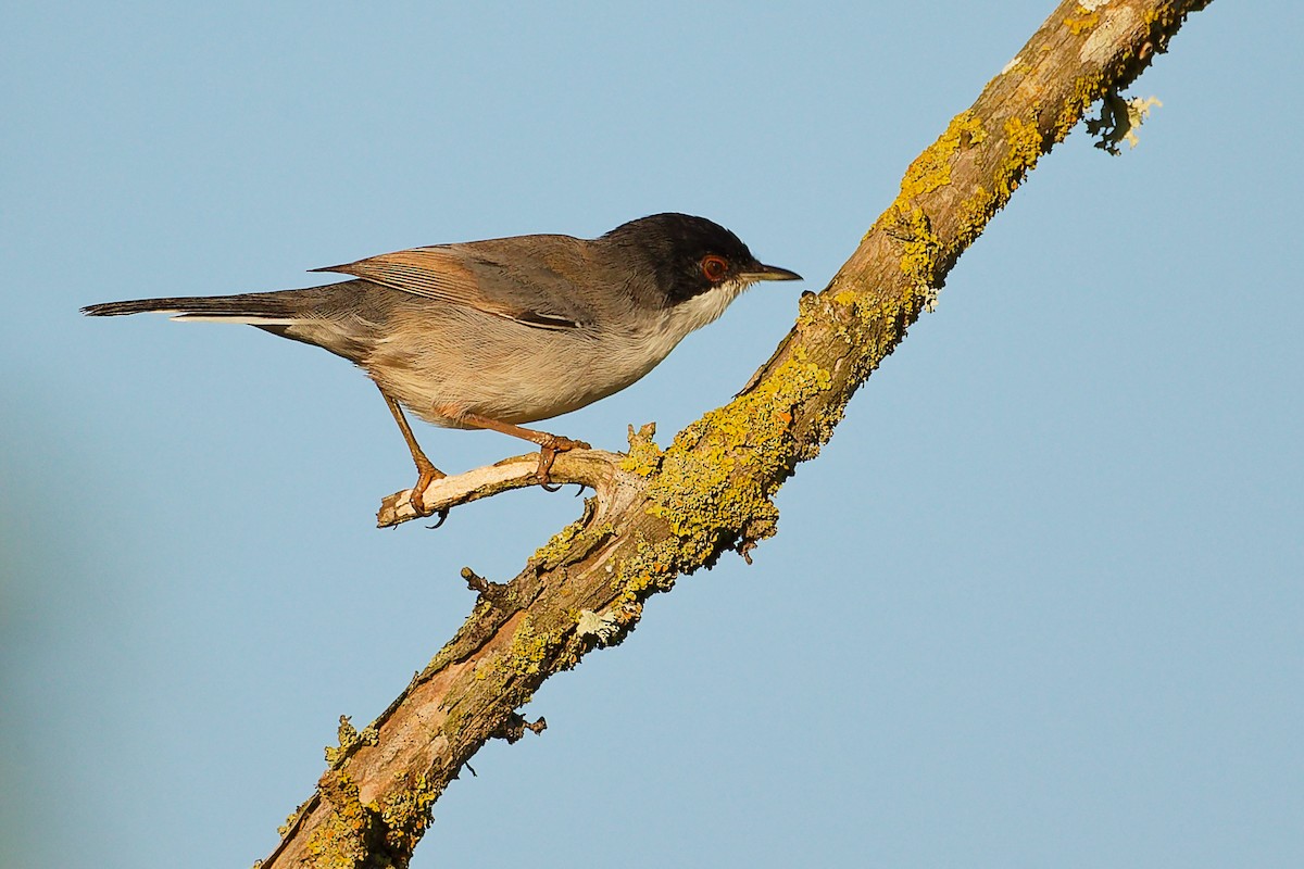 Sardinian Warbler - ML642700317