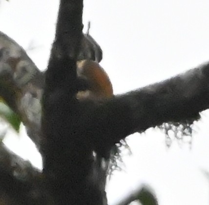 Malabar Flameback - ML642700334