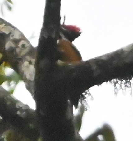 Malabar Flameback - ML642700335