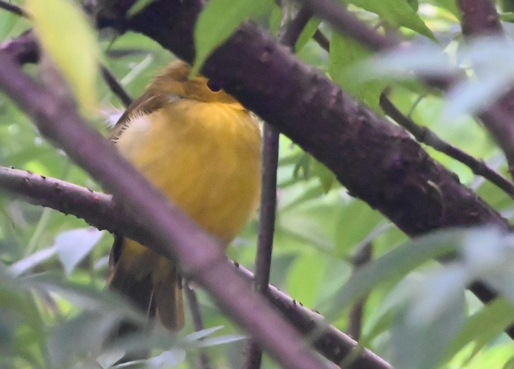 Yellow-browed Bulbul - ML642700341