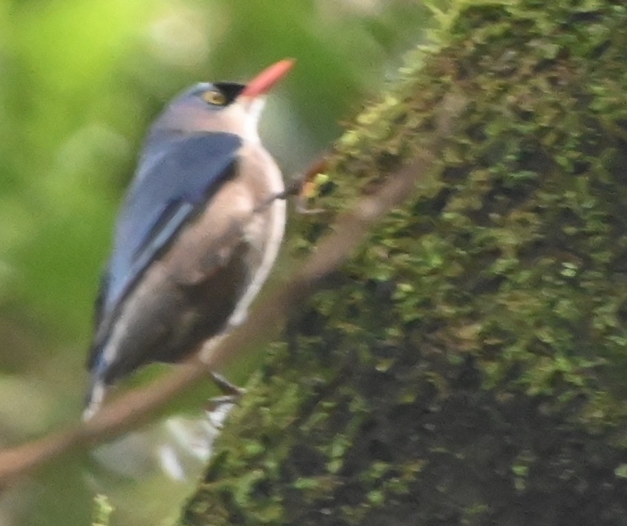 Velvet-fronted Nuthatch - ML642700350