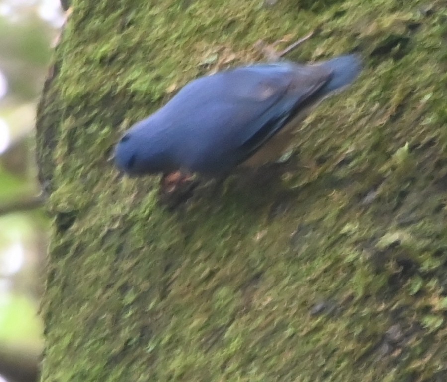Velvet-fronted Nuthatch - ML642700351