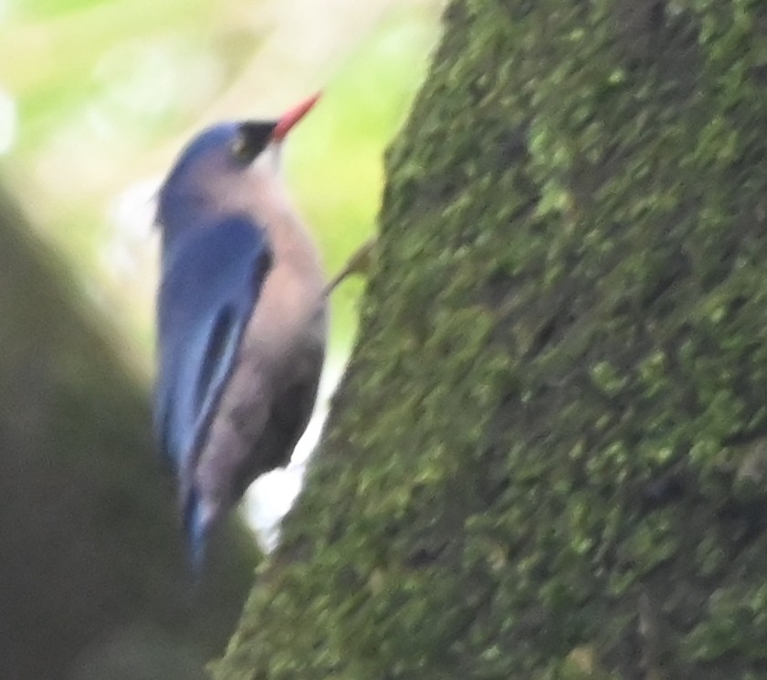 Velvet-fronted Nuthatch - ML642700352