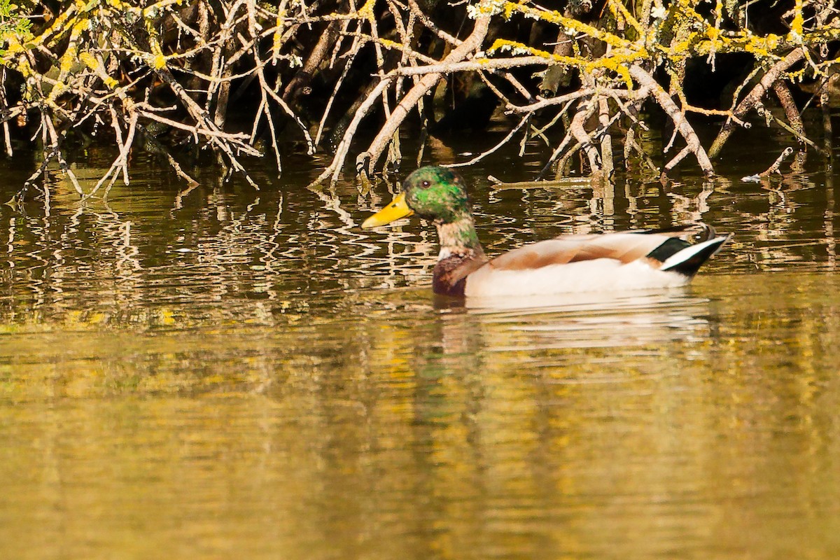 Canard colvert - ML642700354