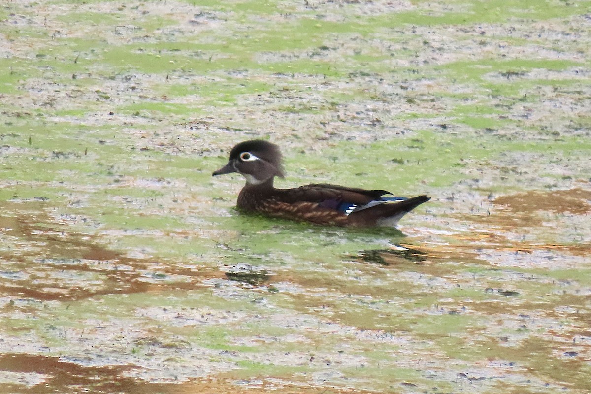 Canard branchu - ML642700357