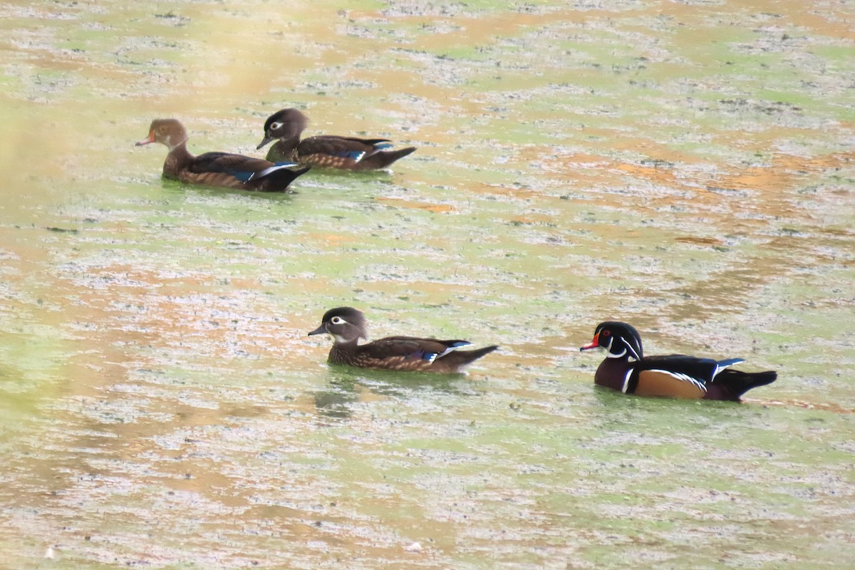 Canard branchu - ML642700359
