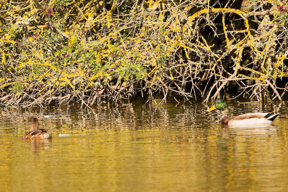 Canard colvert - ML642700360