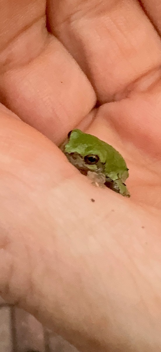 Animals - ML642700361