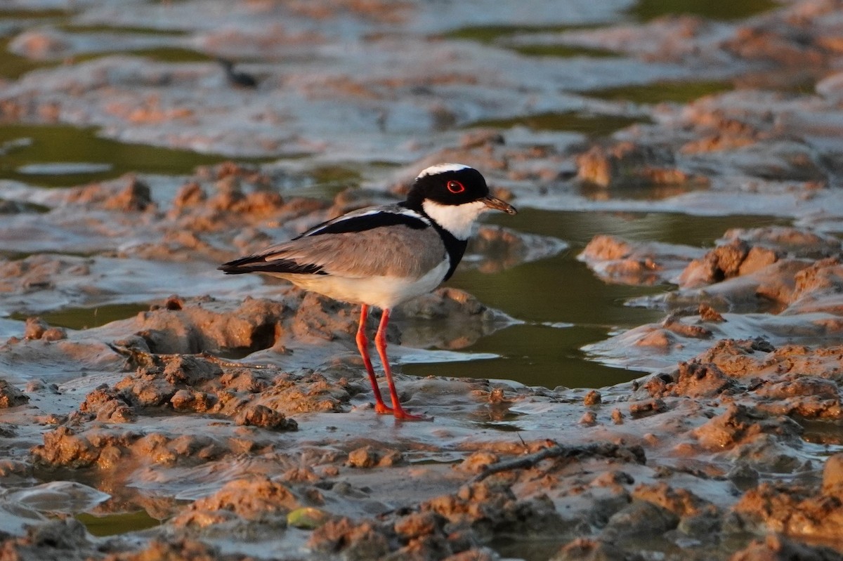 Pied Plover - ML642700362