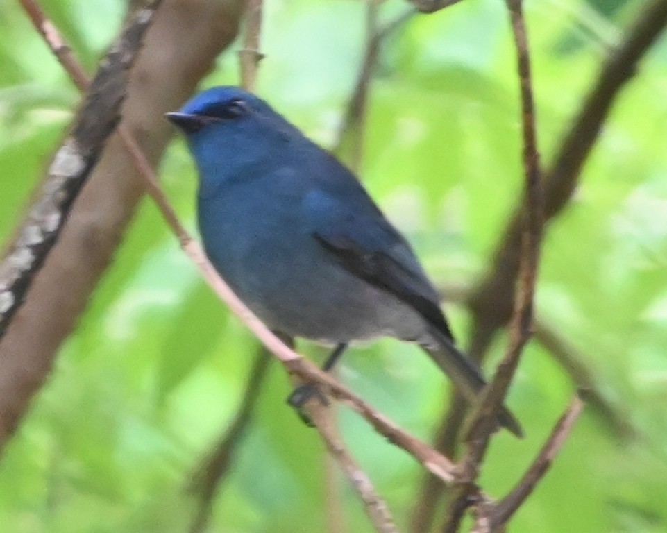 Nilgiri Flycatcher - ML642700381