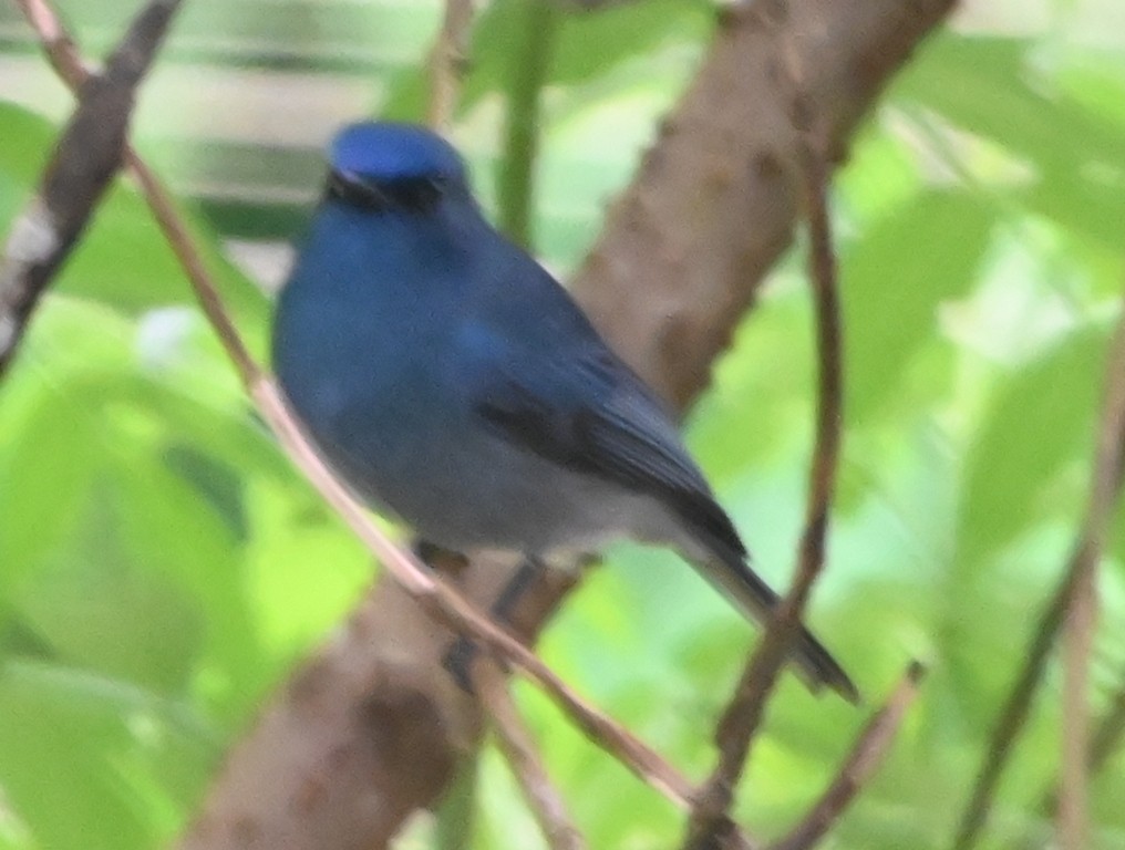 Nilgiri Flycatcher - ML642700382