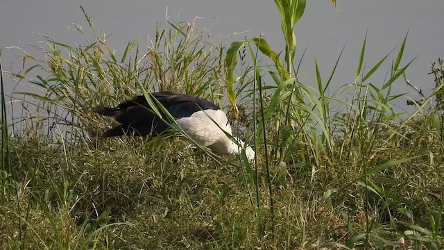 Knob-billed Duck - ML642700399