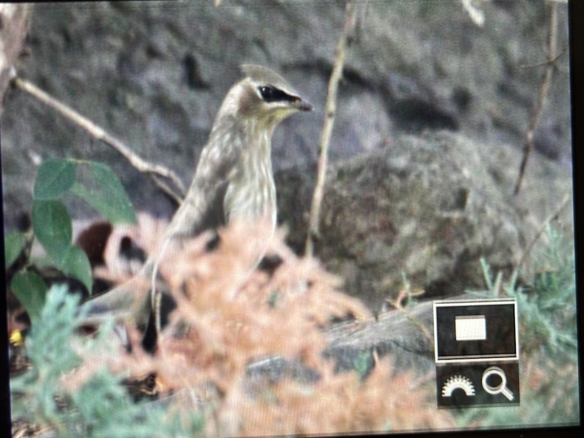 Cedar Waxwing - ML642700402