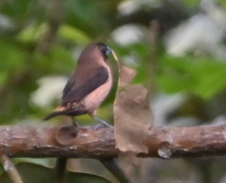 Black-throated Munia - ML642700403