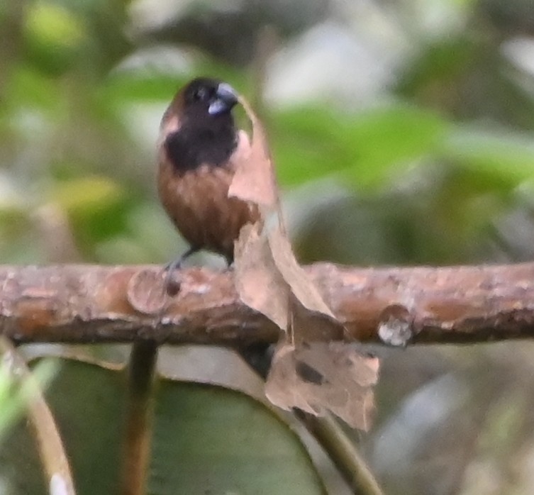 Black-throated Munia - ML642700404