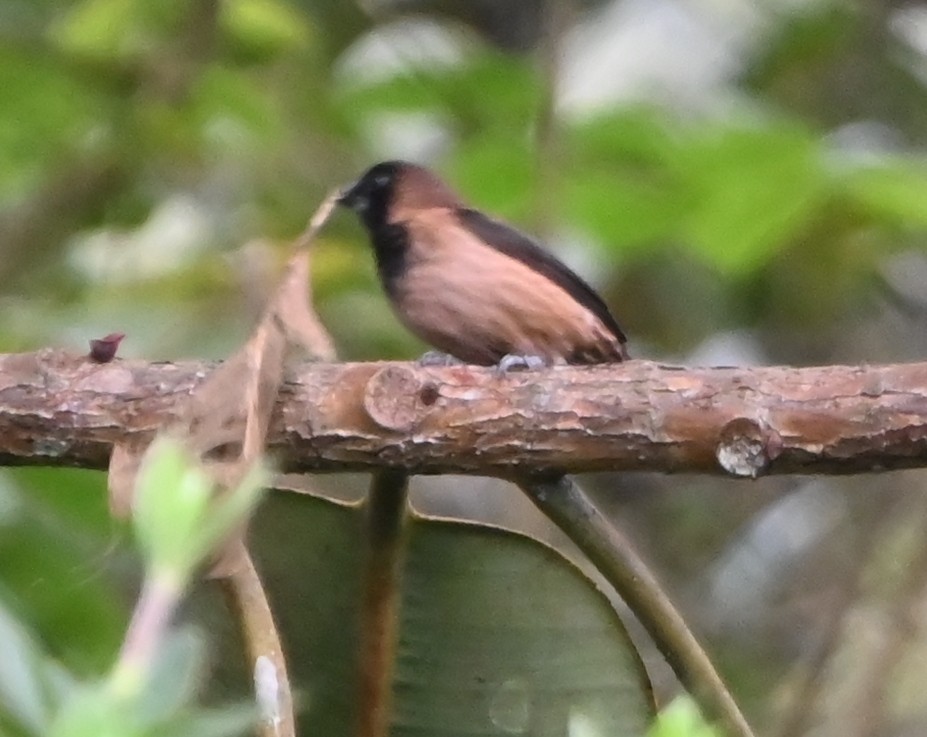 Black-throated Munia - ML642700405