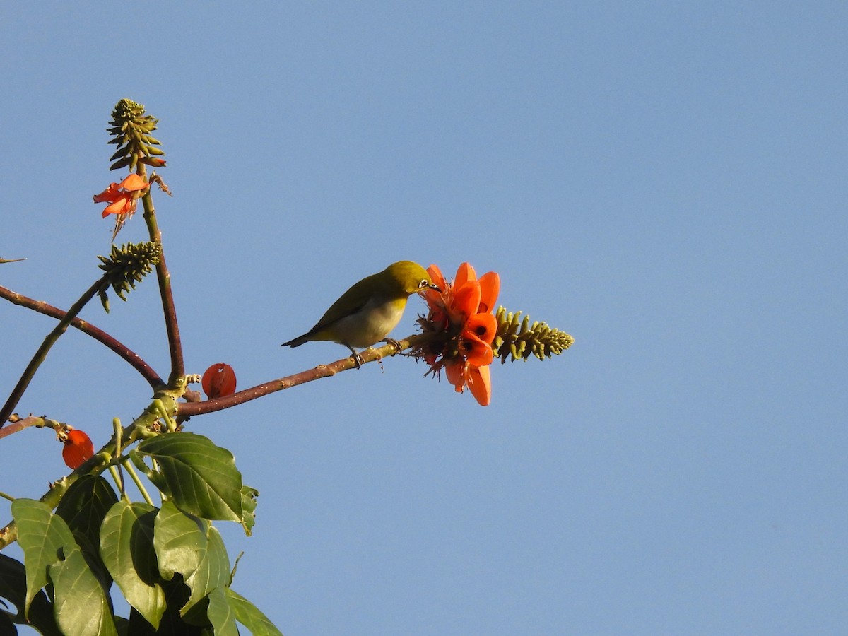 Indian White-eye - ML642700422