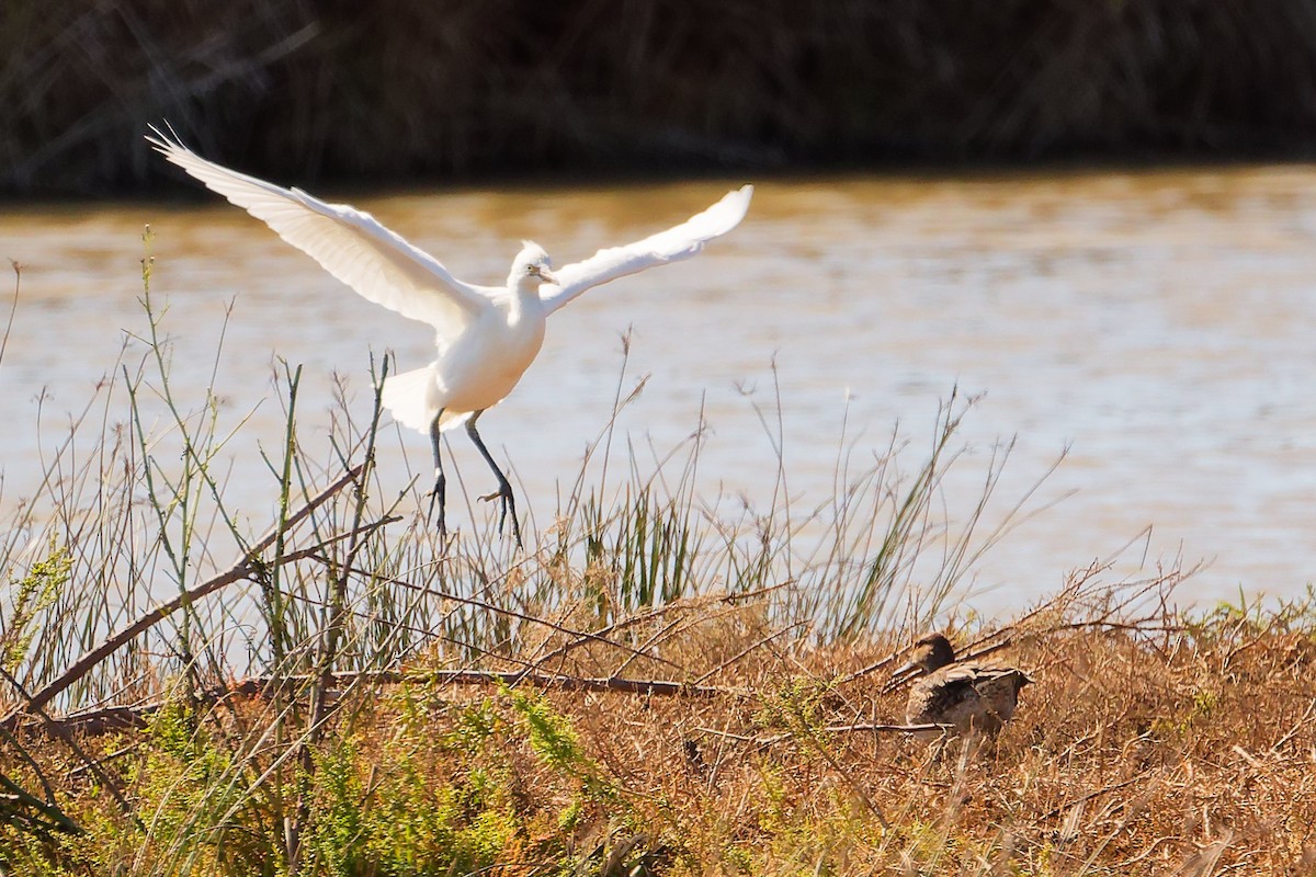 Little Egret - ML642700423