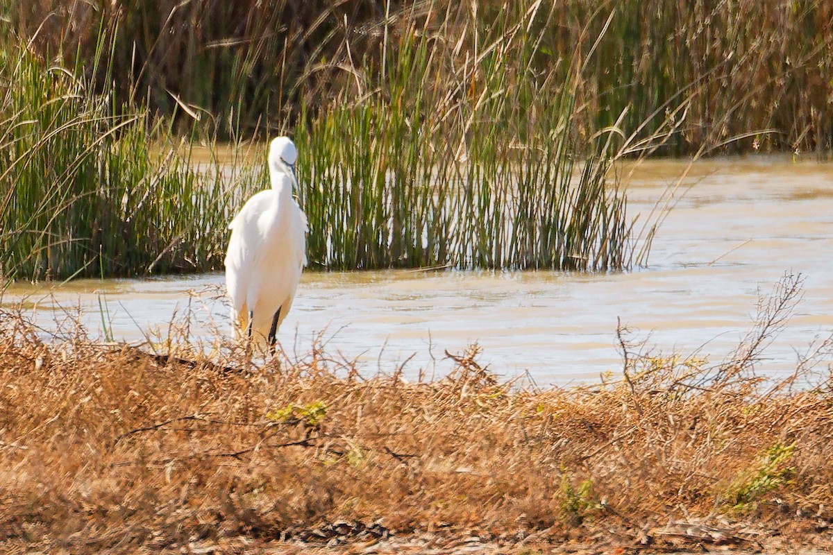 Little Egret - ML642700424