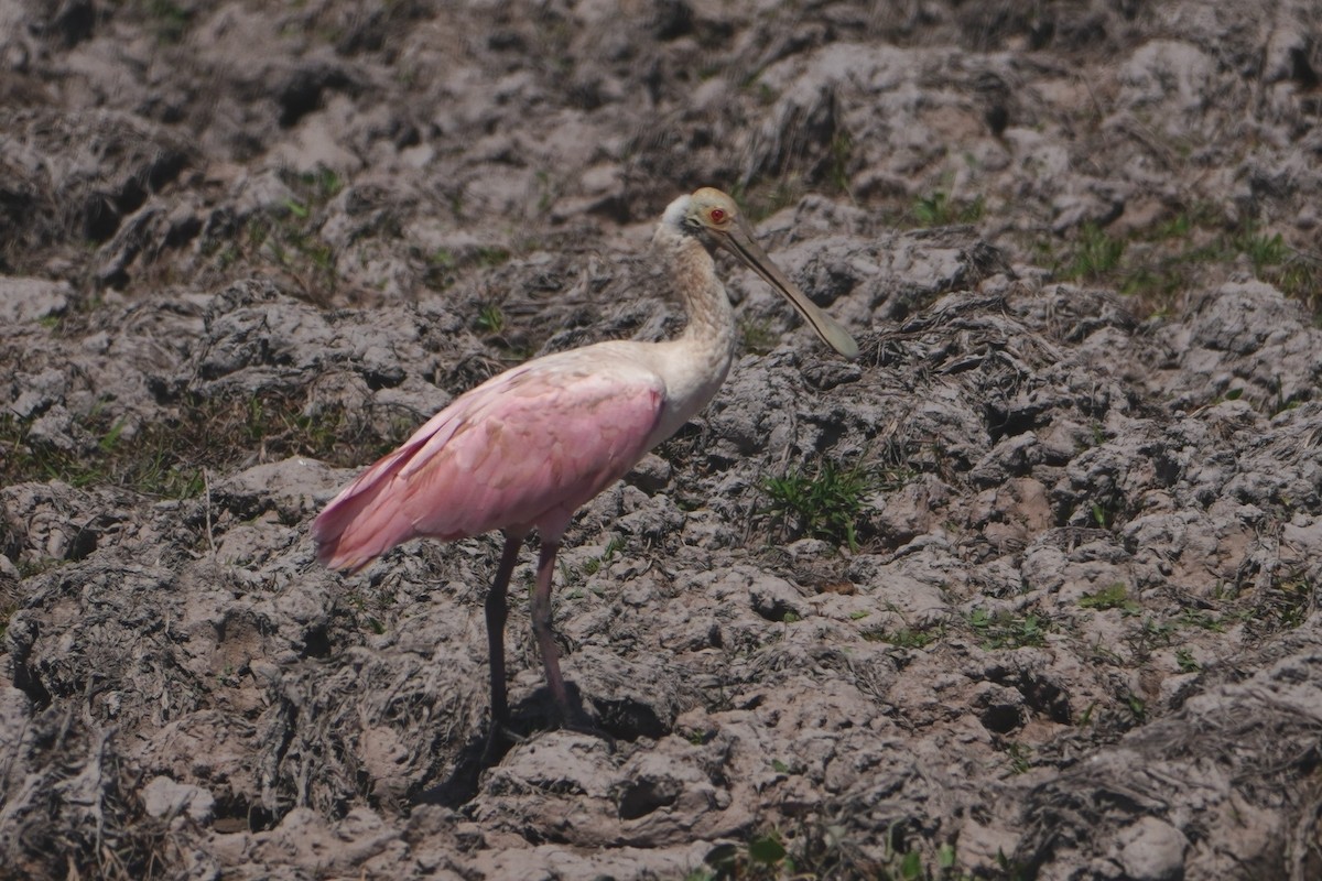 Roseate Spoonbill - ML642700425