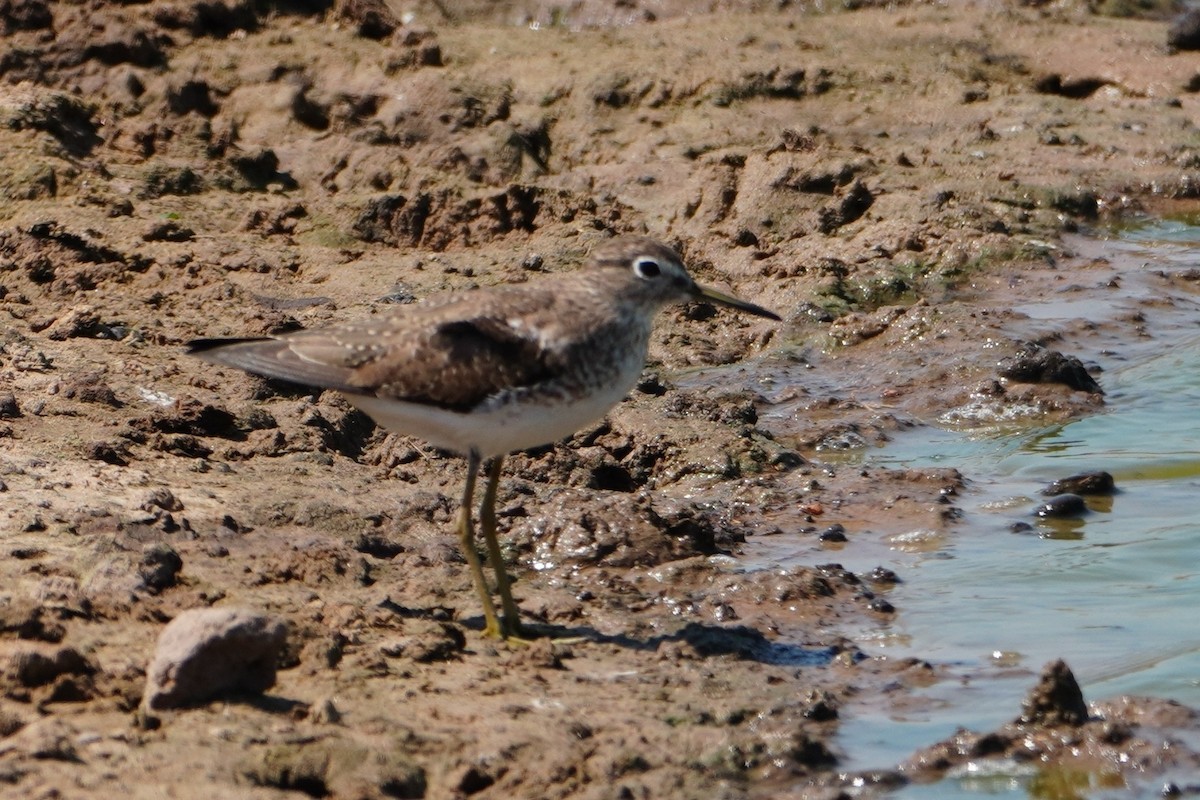 Solitary Sandpiper - ML642700426