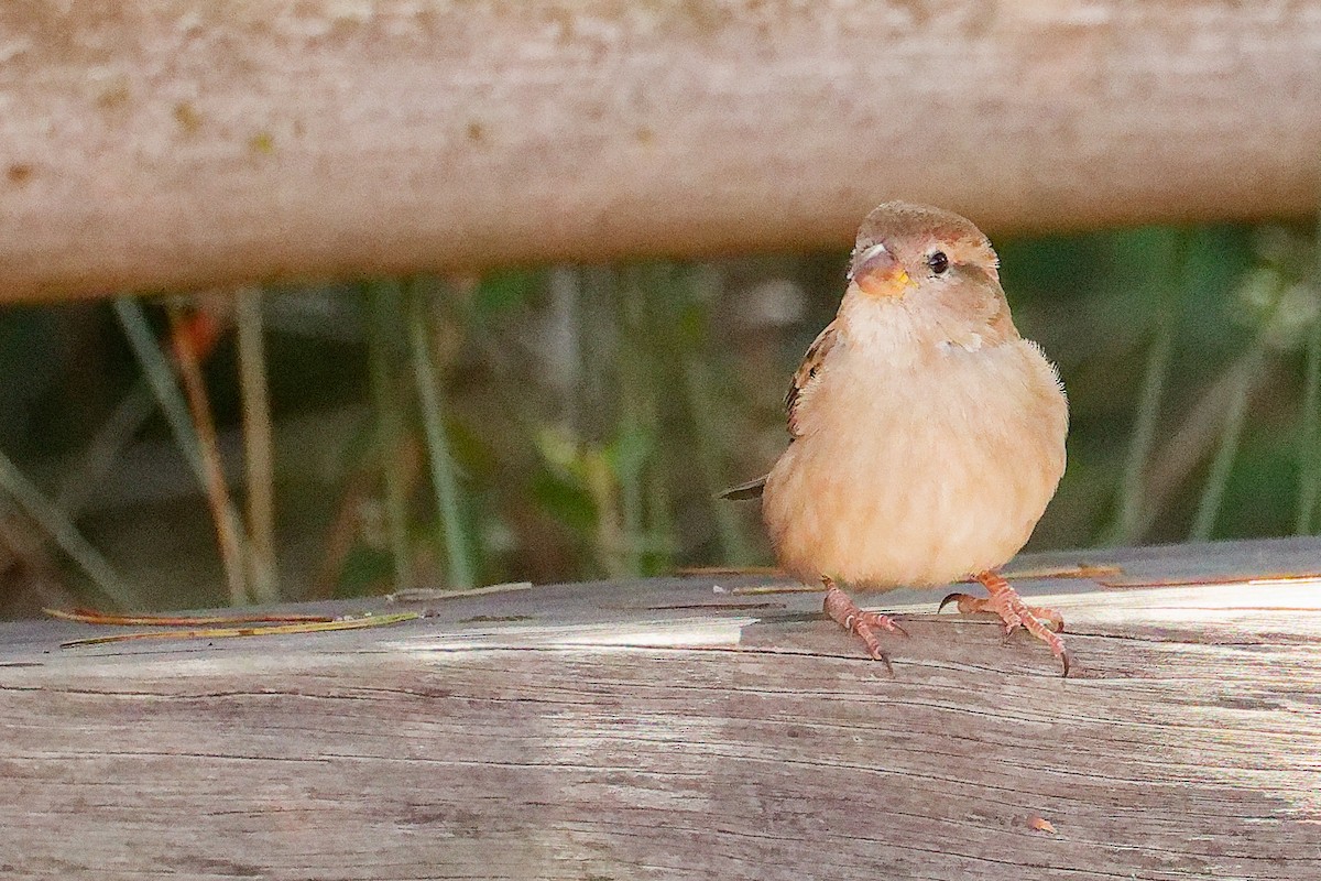 House Sparrow - ML642700427