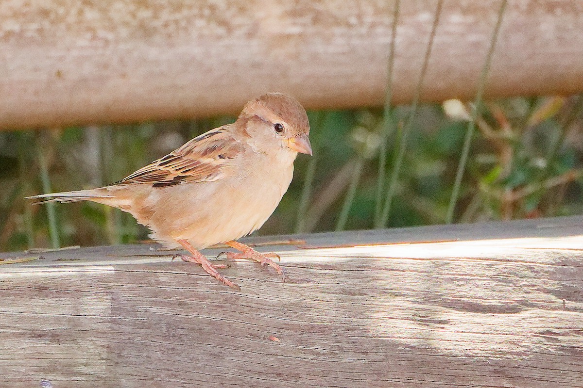 House Sparrow - ML642700428