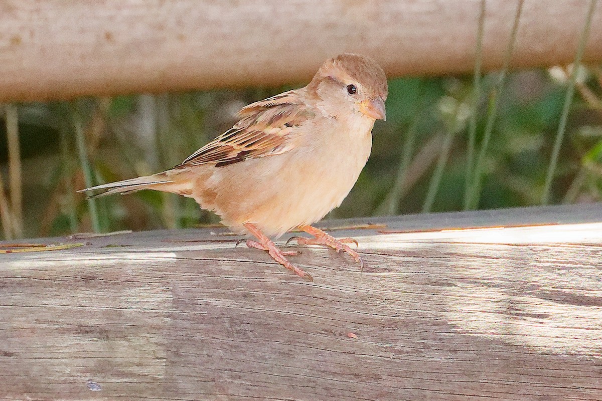 House Sparrow - ML642700429