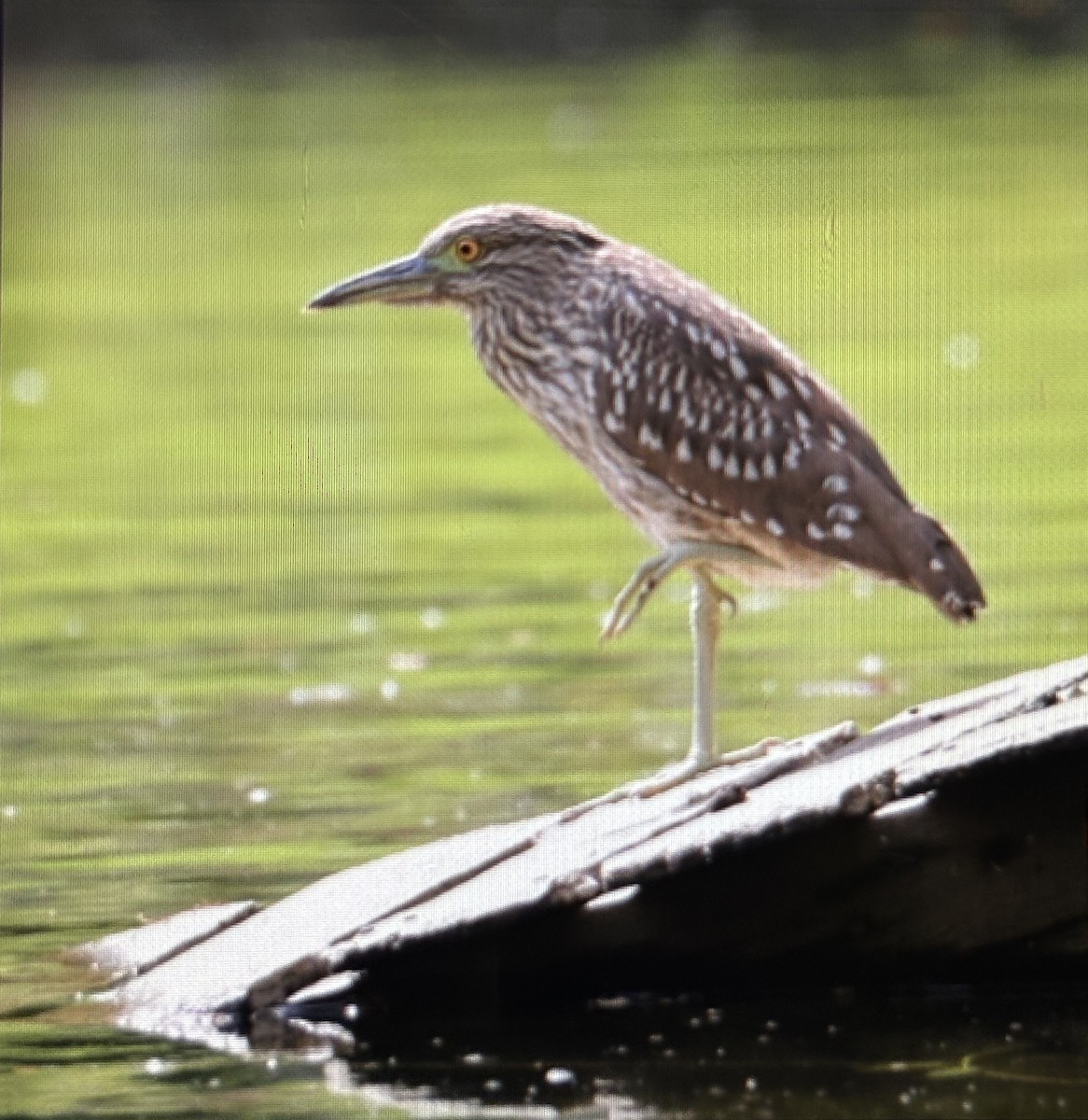 Black-crowned Night Heron - ML642700431