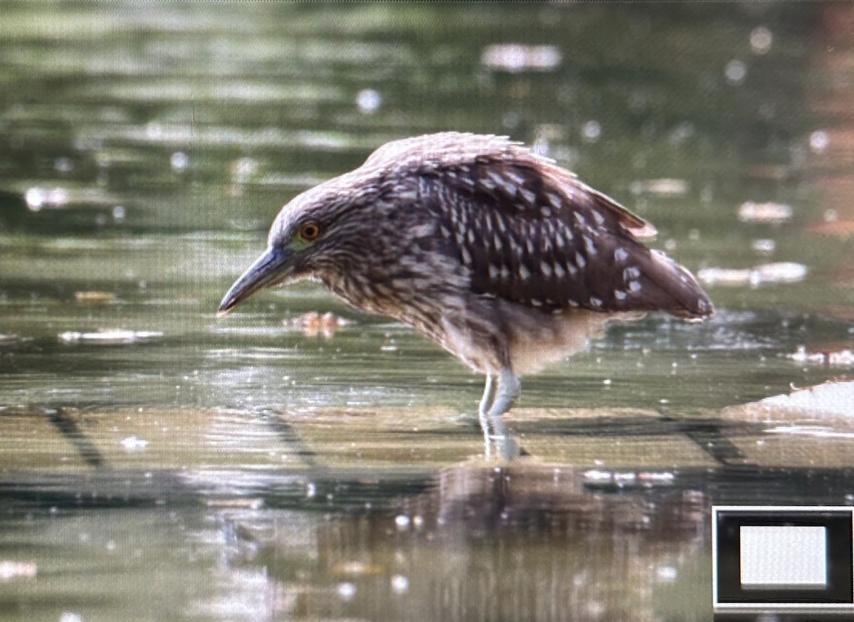 Black-crowned Night Heron - ML642700432