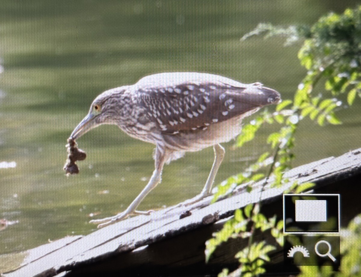 Black-crowned Night Heron - ML642700433