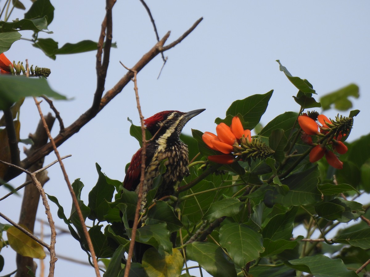 Red-backed Flameback - ML642700435