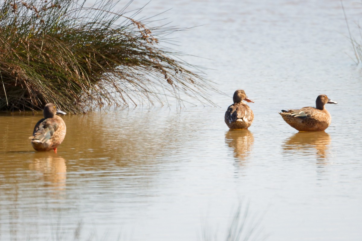 Northern Shoveler - ML642700436