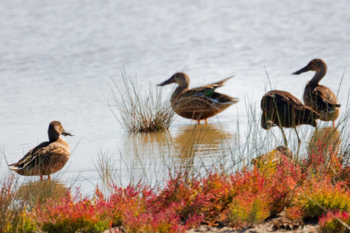 Northern Shoveler - ML642700437