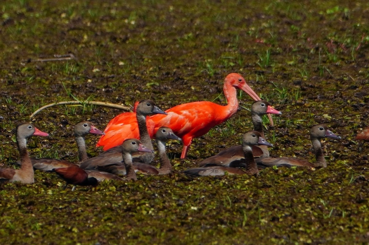 Scarlet Ibis - ML642700438