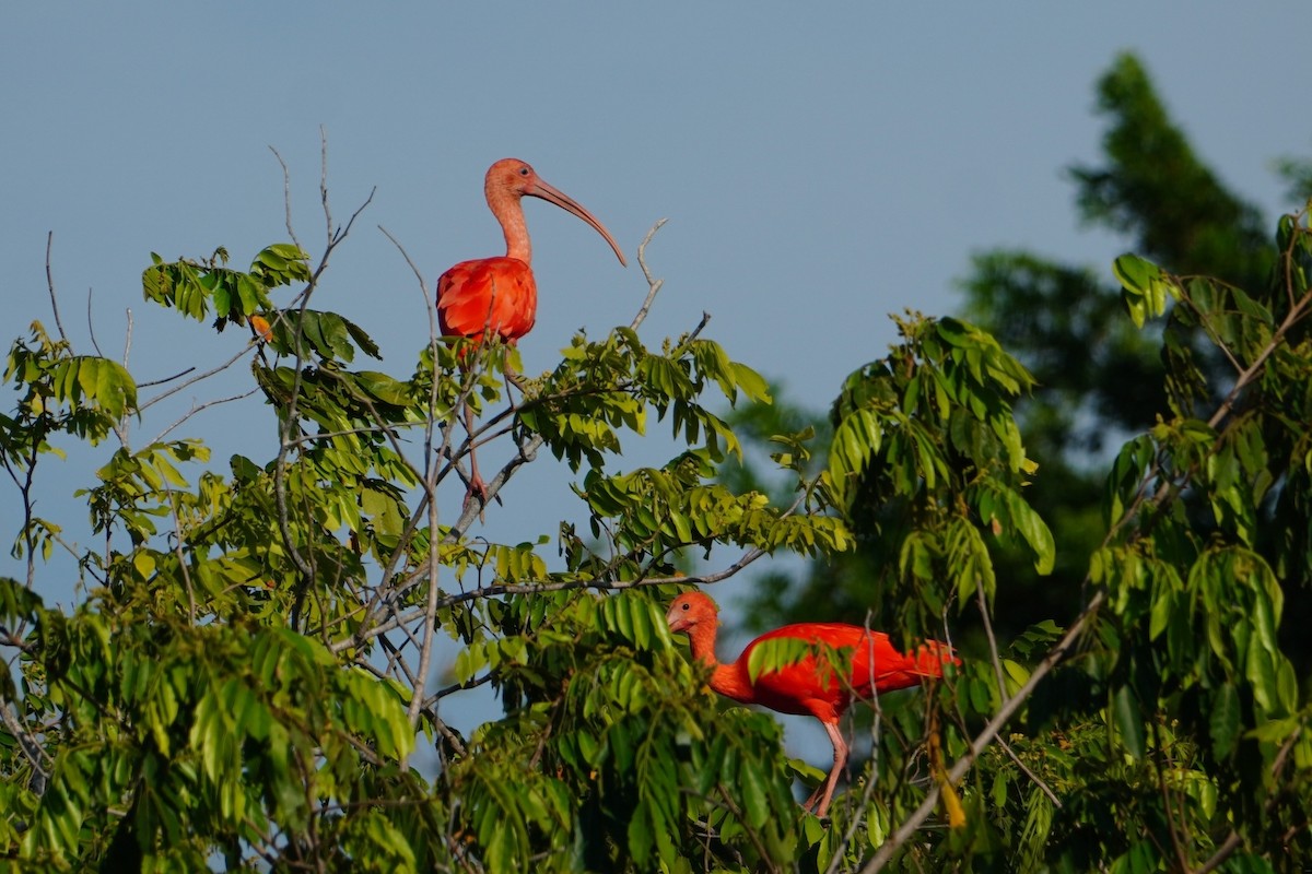 Scarlet Ibis - ML642700439