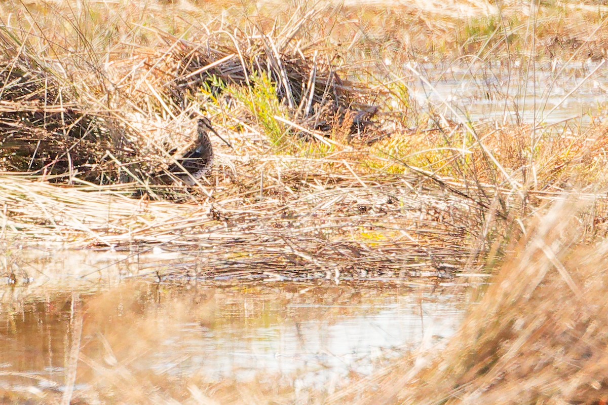 Common Snipe - ML642700440