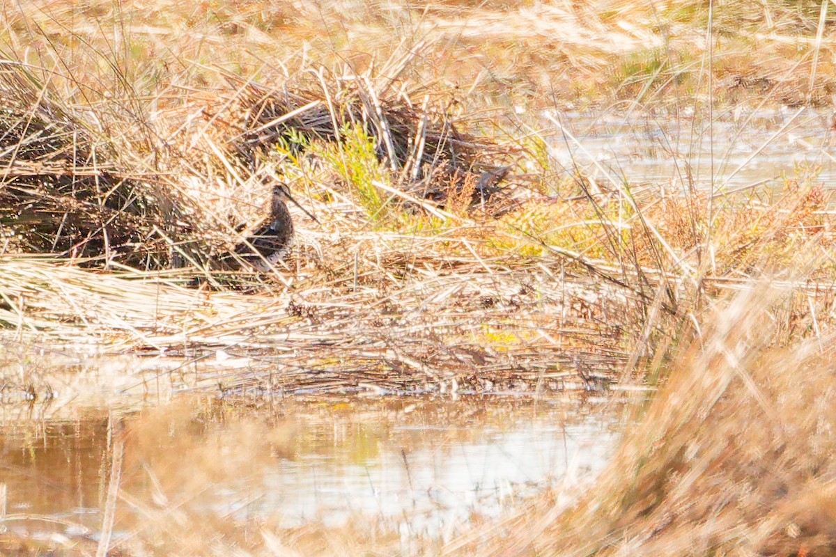 Common Snipe - ML642700441