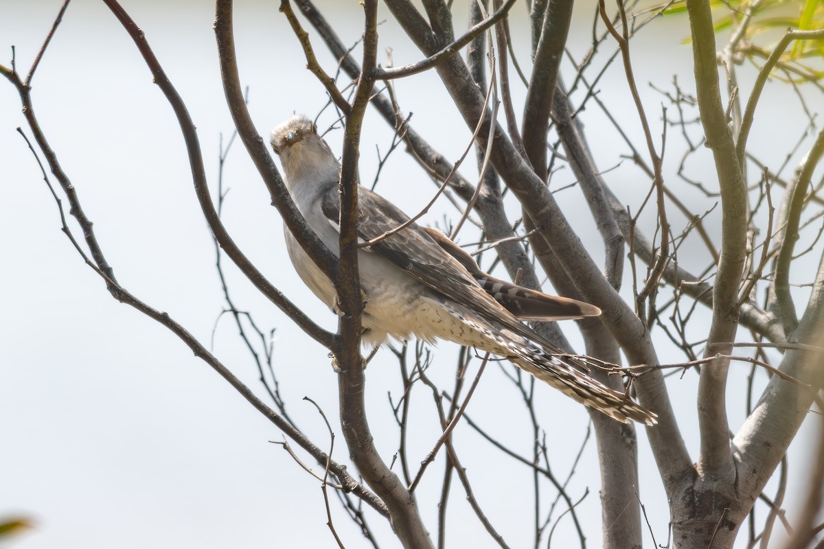 Pallid Cuckoo - ML642700442