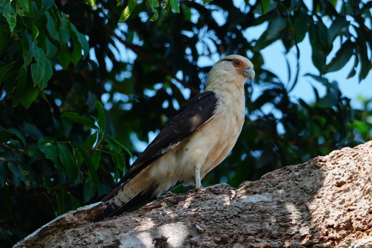 Yellow-headed Caracara - ML642700443
